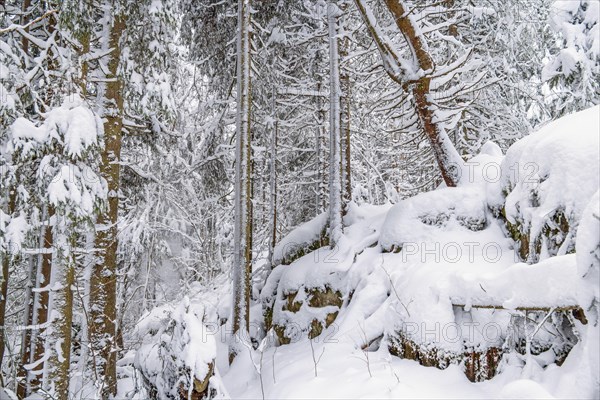 Deep snow in a spruce forest with rocks a cold winter in the wilderness