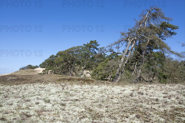 Inland dunes