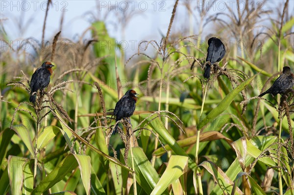 Group of Chestnut-capped Blackbird