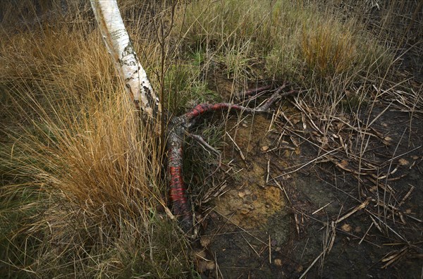 Red root of a birch tree