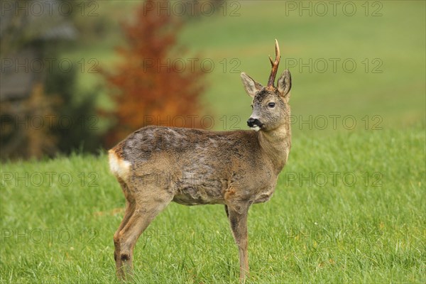 European roe deer