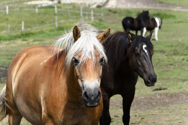 Haflinger horse and others