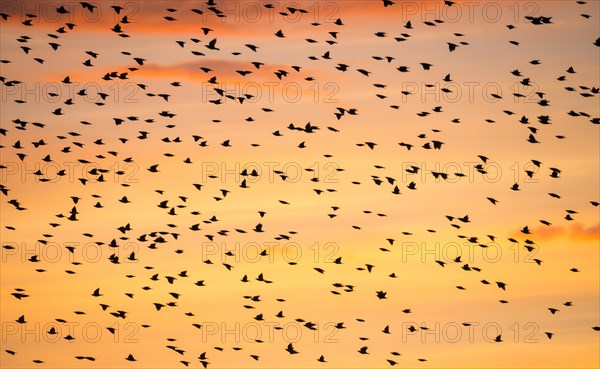 A flock of starlings or common starlings