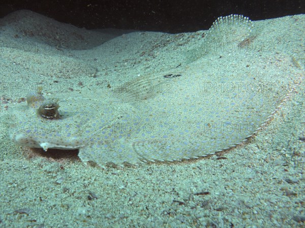 Well camouflaged peacock flounder