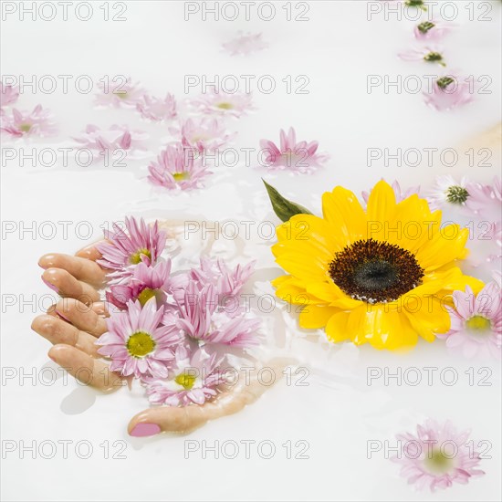 Close up female s hand holding yellow pink flowers liquid background