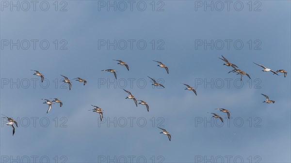 Black-tailed Godwit