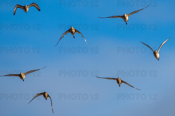 Black-tailed Godwit