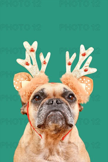 French Bulldog dog wearing Christmas reindeer antler headband in front of green background