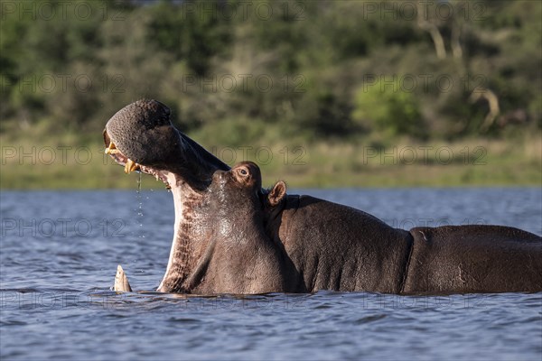 Hippopotamus