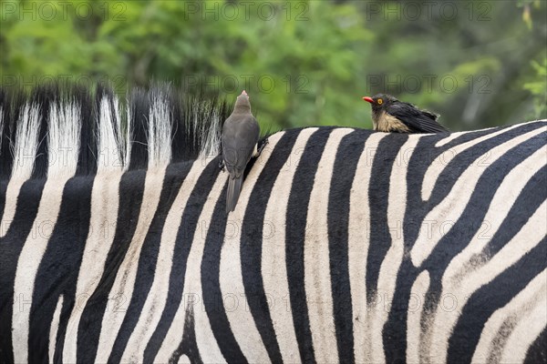 Red-billed oxpecker