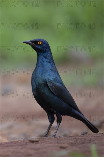 Cape starling