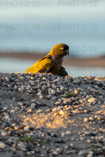 Rock parakeet