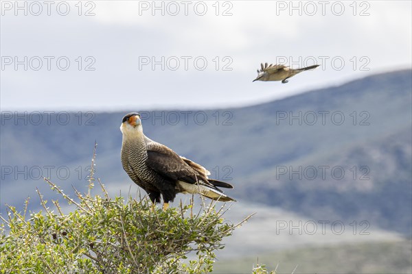 Crested caracara