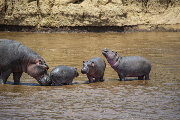 Hippopotamus