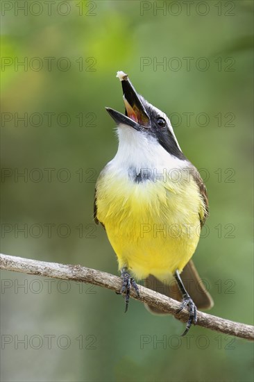 Great Kiskadee