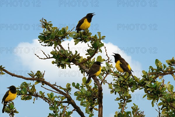 Yellow-rumped Marshbird