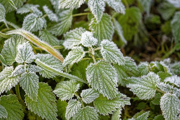 Hoarfrost