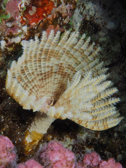 Indian tubeworm