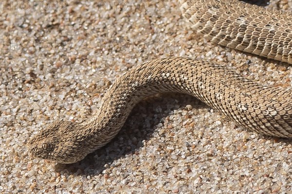 Dwarf puff adder