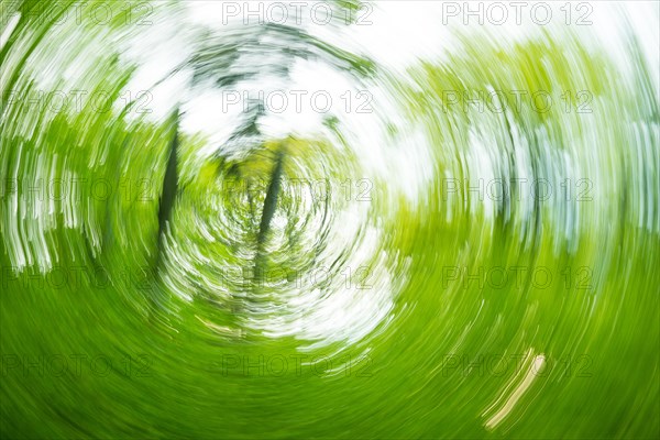 Deciduous forest in spring abstract