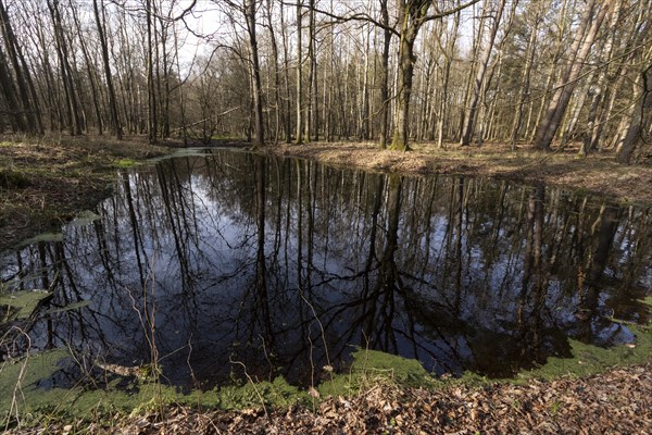 Water reflection of tree trunks in a pond in the forest