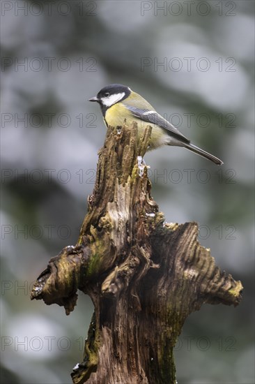 Great Tit