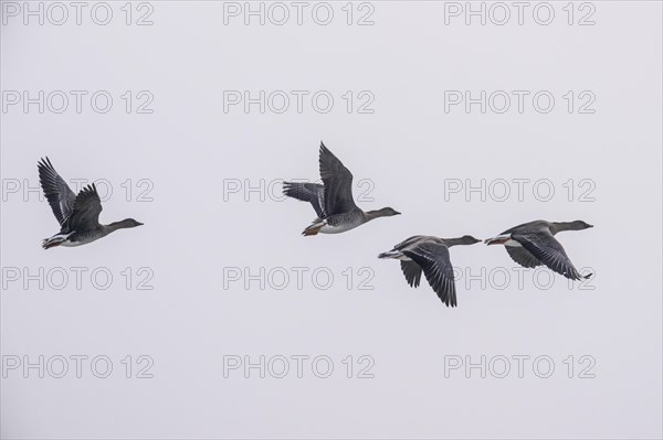 Bean Geese