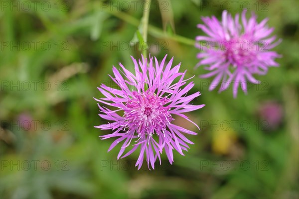 Brown knapweed