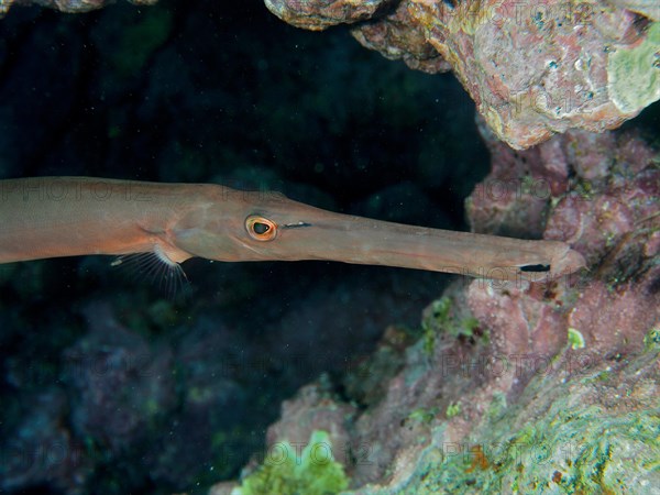 Close-up of atlantic cornetfish