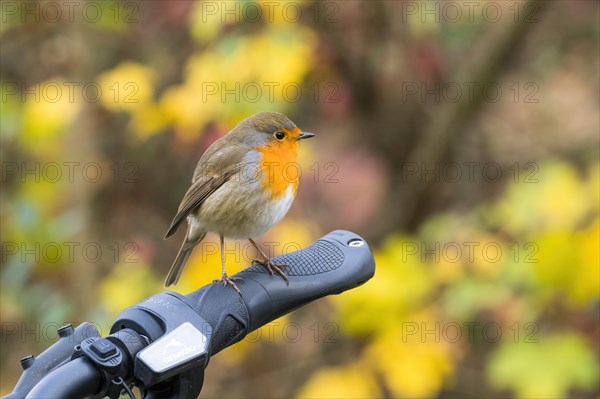 European robin