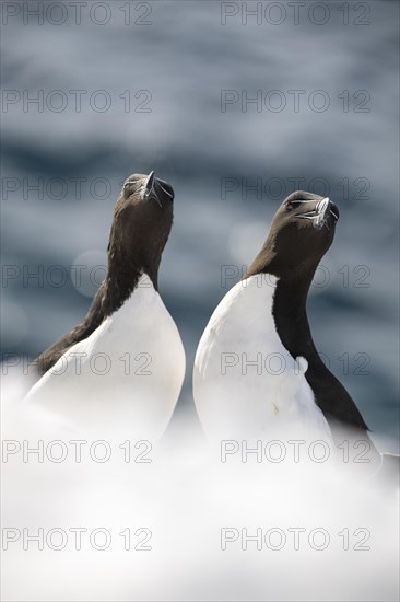 Two razorbills