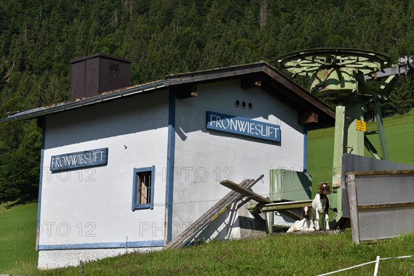 Goats at the valley station of the Fronwieslift T-bar lift in summer