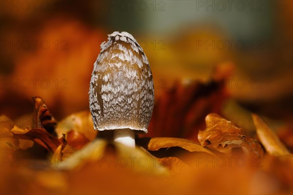 Magpie fungus