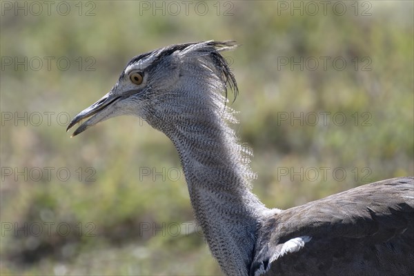 Kori bustard