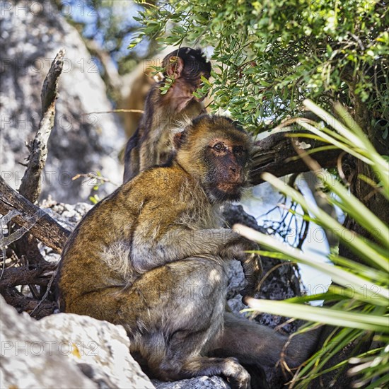 Barbary macaques