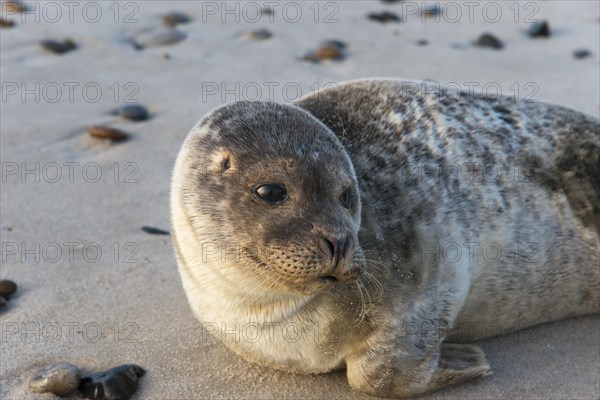 Seal on the beach