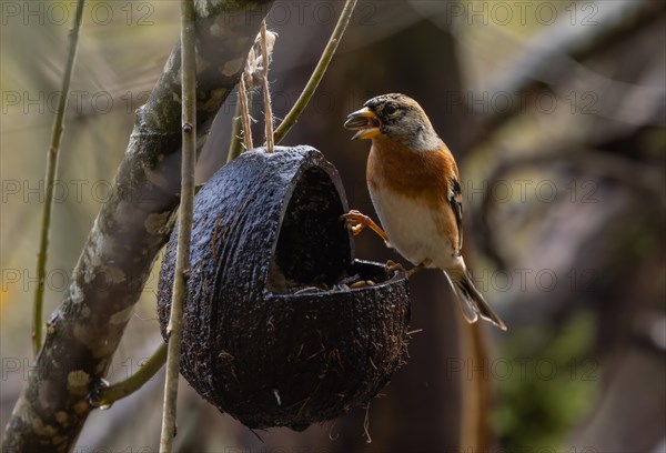 Brambling