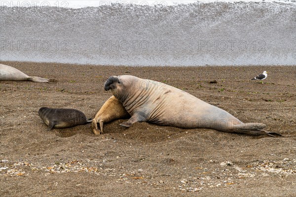 Southern elephant seals