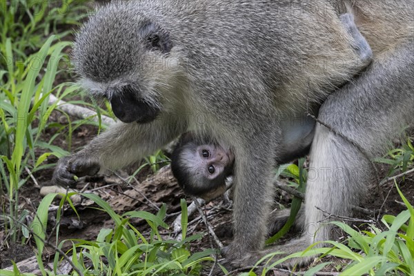 Southern vervet monkey