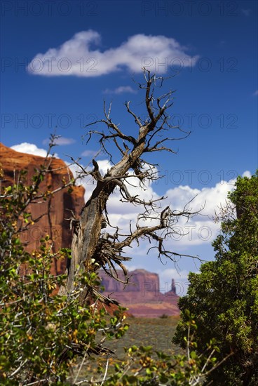 Dead tree