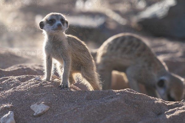 Meerkats