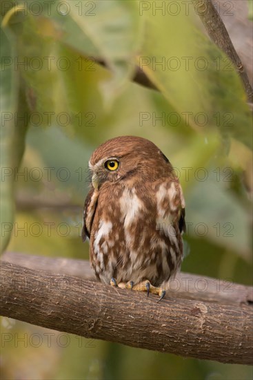 Ferruginous Pygmy-Owl