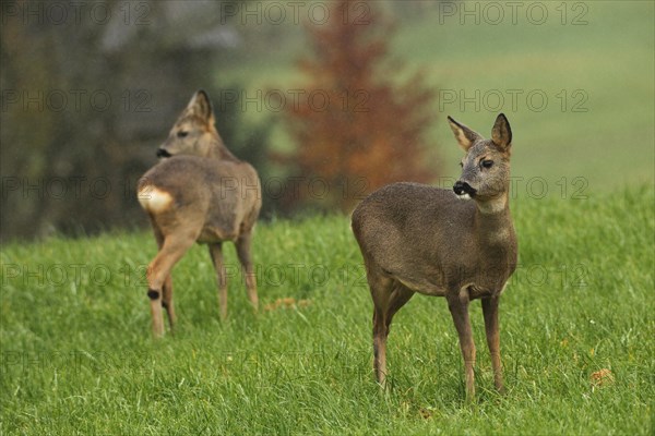 European roe deer