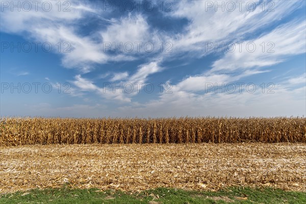 Maize field near Pieve di Cento