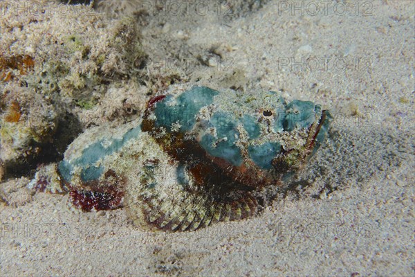 Juvenile Humphead Dragonhead