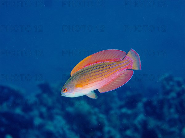 Red Sea Dwarf Wrasse