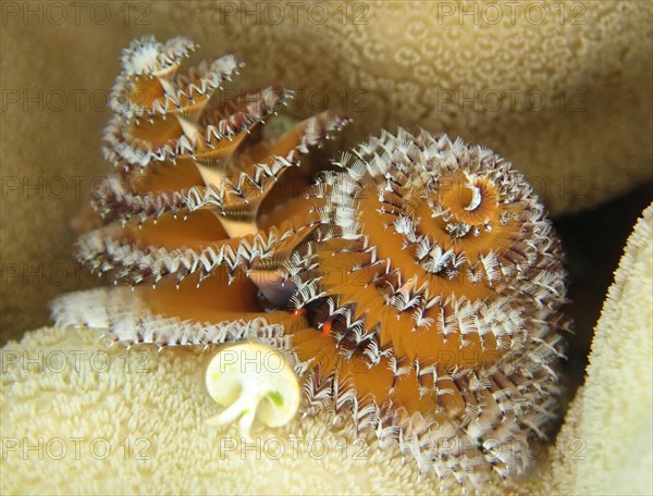 Christmas tree worm