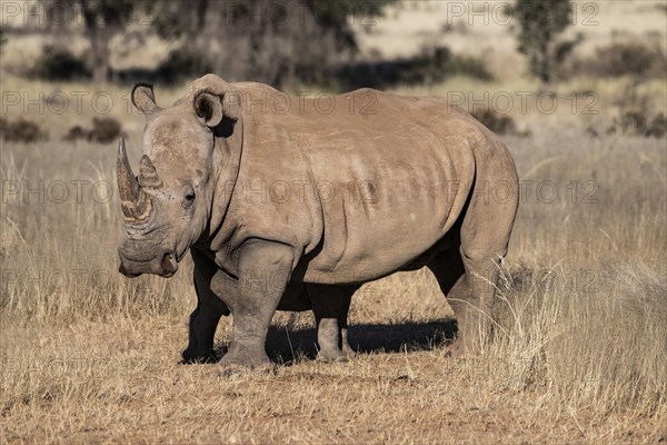 White rhinoceros