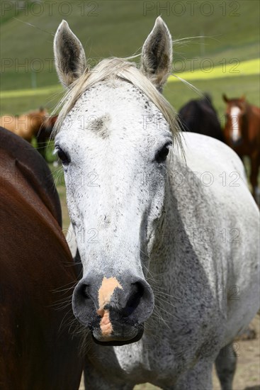 Grey horse portrait