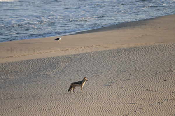 Black-backed jackal